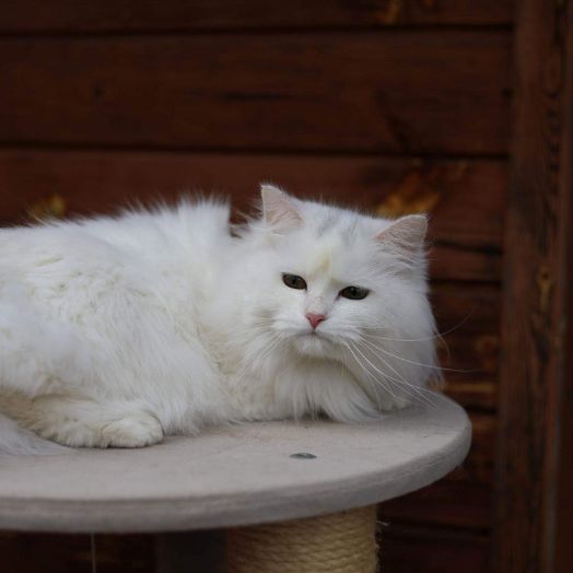 Queen- Marshmellow