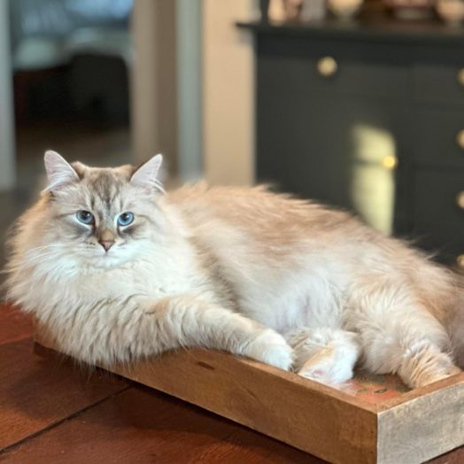 Queen- Zima